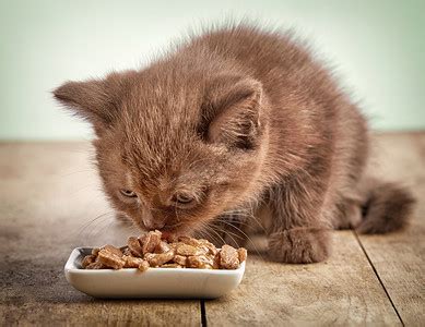 猫喜欢吃什么食物除了猫粮（分享猫最爱吃的6种食物） - 胖萌舍宠物网