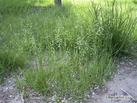 白顶早熟禾-神农架植物-图片