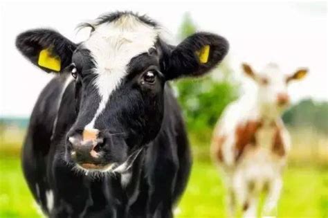 牛犊出生就死了是什么原因，附预防措施 - 农敢网