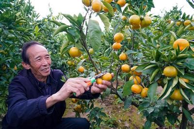 江山市四都镇“产业美”孕化新品种柑橘高量丰收——浙江在线