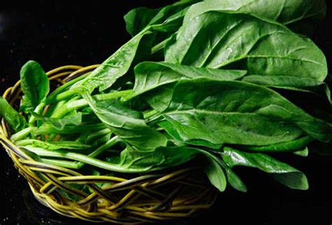 菠菜的热量(卡路里cal),菠菜的功效与作用,菠菜的食用方法,菠菜的营养价值