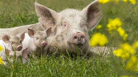 草地上的母猪和猪宝宝高清图片下载-正版图片307550745-摄图网