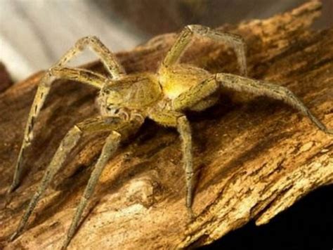 世界上最大的蜘蛛排名 食鸟蛛最大甚至可以吃鸟(30.48cm)_探秘志