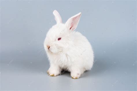 动物小白兔素材图片免费下载-千库网