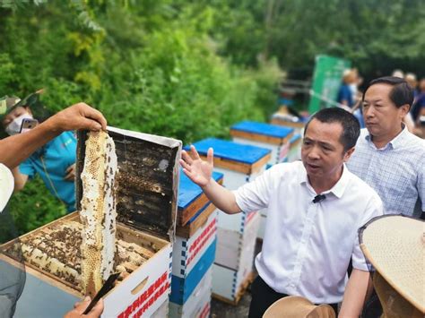 中蜂养殖技术｜中蜂无王分群增蜂法