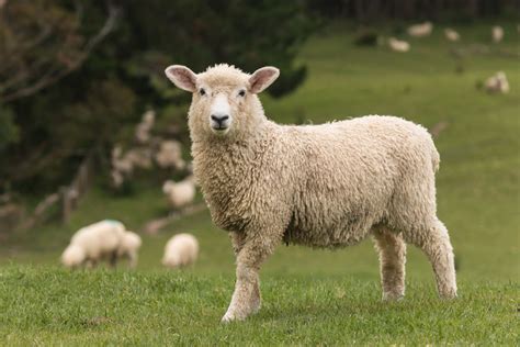 新西兰绵羊|摄影|风光摄影|Xiao禾苗 - 原创作品 - 站酷 (ZCOOL)