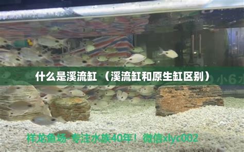 什么是溪流缸 （溪流缸和原生缸区别） - 广州景观设计 - 广州观赏鱼批发市场