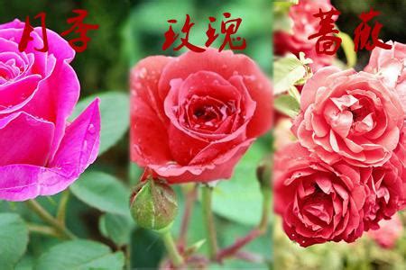 月季和蔷薇区别-青州瀚运花卉园艺有限公司