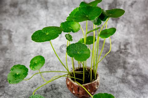 破铜钱草图片