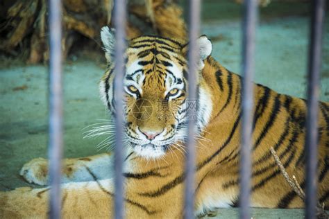 浙江动物园老虎咬人 盘点全球动物伤人事件 - 封面新闻