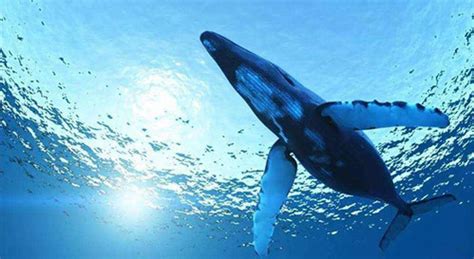 鲸鱼生活在水里，为何没有进化出水里呼吸的能力？睡觉会淹死吗？_动物_环境_呼吸系统