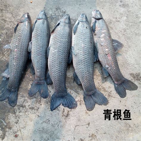 在鱼贩户外海鲜市场出售的一堆新鲜鱼高清图片下载-正版图片505817494-摄图网