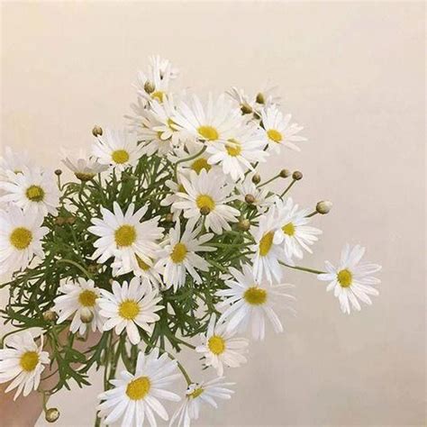 非主流头像花朵