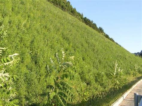 河北省荒山复绿种植什么-长景园林网