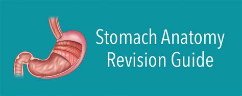 Stomach | Anatomy Revision | AnatomyStuff