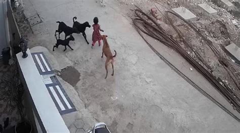 印度4岁女孩遭五只流浪狗袭击 一名路人扔石头将狗赶走_手机新浪网