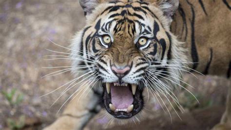 闻虎色变，为何很多动物从来没见过老虎，初次遇到都害怕老虎？_新浪新闻