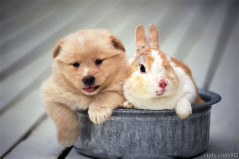 兔子与宠物狗摄影图__其他生物_生物世界_摄影图库_昵图网nipic.com