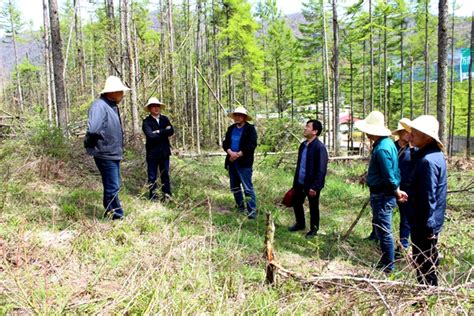 【场站管理处】火地塘试验林场完成2000亩试验示范造林