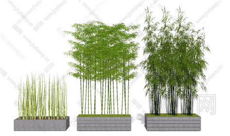 园林景观竹子设计su模型