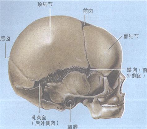 图18 颅骨(侧面观)-人体解剖学-医学