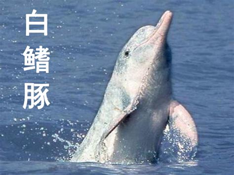 禁渔十年，几十年不见的江豚归来，白鳍豚回归还会远吗？_腾讯视频