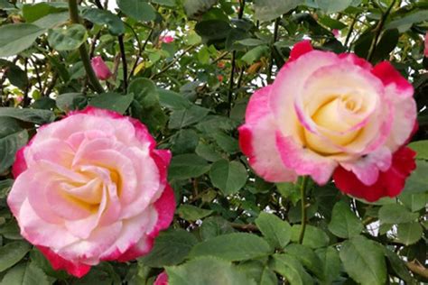 红双喜(Double Delight Rose)_月季品种资料介绍，图片大全 _彩草园