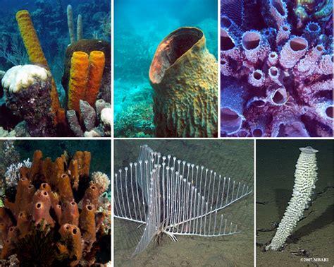 海绵共生微生物群落结构及共生适应性机制----深海科学与工程研究所