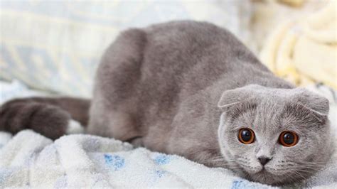 世界十大最漂亮的猫咪 第一的是波斯猫 - 弹指间排行榜