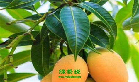 芒果功效与作用营养价值 吃芒果的好处有哪些_知秀网