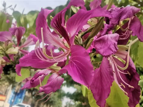 紫荆花的花语和象征意义 - 农村致富网