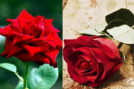 蔷薇、月季和玫瑰有什么区别？