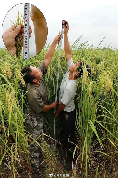 安徽东至试种2米高巨型稻 亩产高普通水稻200公斤以上凤凰网安徽_凤凰网