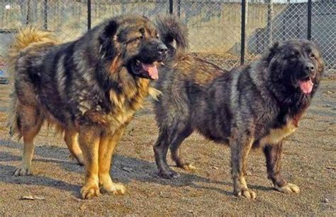 高加索犬和藏獒谁厉害？高加索犬和藏獒的区别对比分析