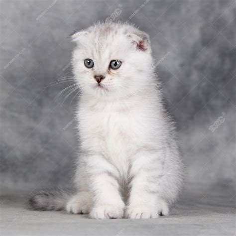 灰白猫是什么品种图片,灰白相间脸圆圆的猫,灰白猫_大山谷图库