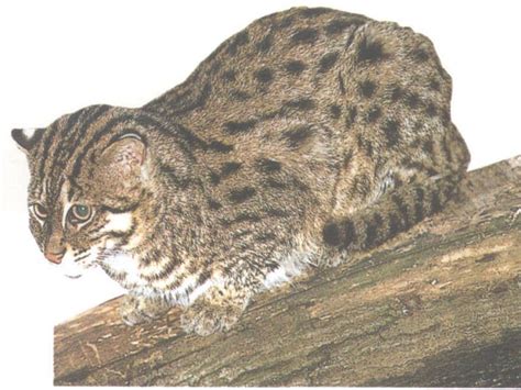 猫科平头哥——渔猫（猫科猫亚科豹猫属动物） - 胖萌舍宠物网