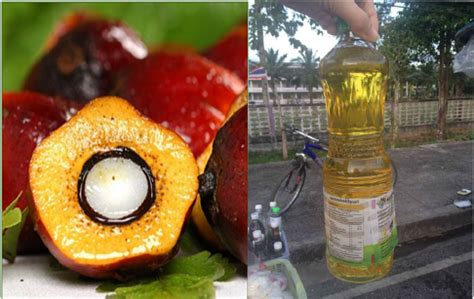 棕榈油营养成分_技术支持