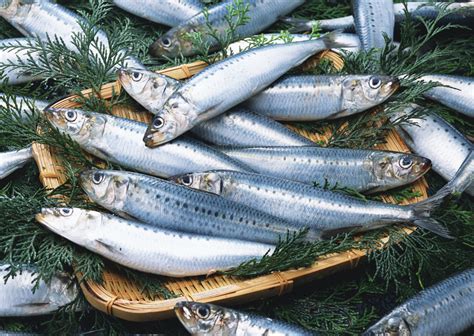 沙丁鱼的做法,沙丁鱼的生态意义,沙丁鱼的营养价值,沙丁鱼的经济意义_齐家网