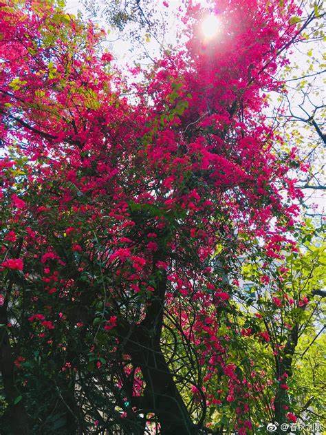 广州天气2月份春节天气什么样