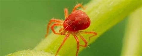 小麦红蜘蛛的为害特点和防治方法 - 植物病虫害 - 第一农经网
