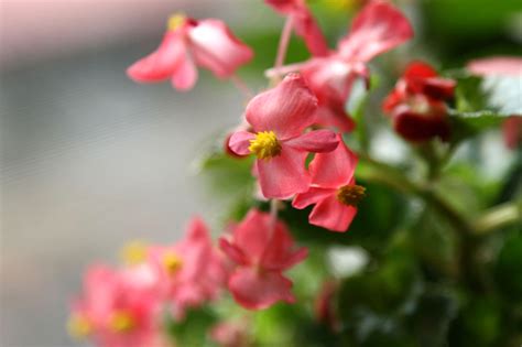 长寿冠一年开几次花-花海建设-长景园林网