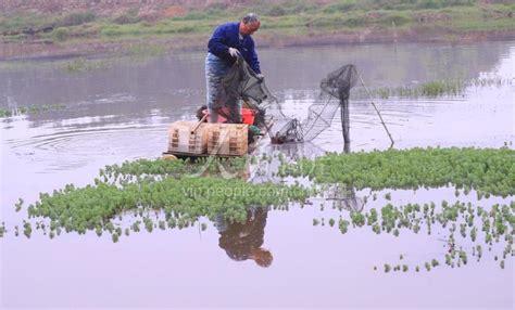 江西泰和：小龙虾养殖助力乡村振兴-人民图片网
