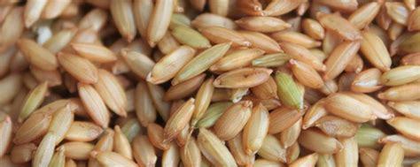 什么是中国最高产的水稻品种和最好的水稻品种 - 运富春