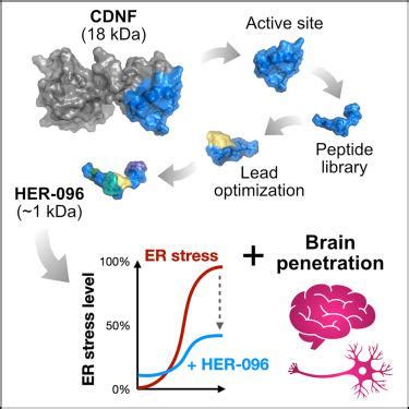 HER-096 是一种 CDNF 衍生的脑穿透性肽模拟物，可保护帕金森病小鼠突触核蛋白病模型中的多巴胺能神经元,Cell Chemical ...