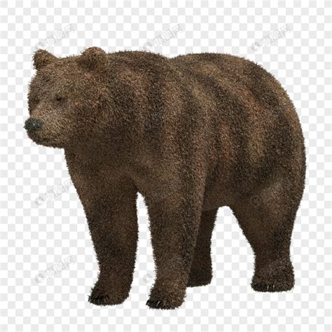 熊 性质 动物园 马熊图片免费下载 - 觅知网