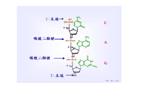 究竟什么是正确的3′,5′-磷酸二酯键？