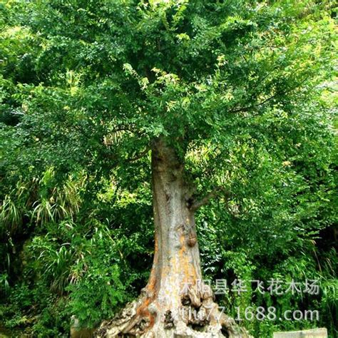 榆树-上海植物-图片