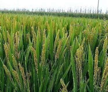 杂交水稻属于什么技术，杂交水稻怎么种 - 农敢网