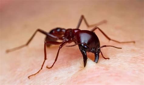 红火蚁和普通蚂蚁的区别：毒性不同(外形区别大)_奇趣解密网