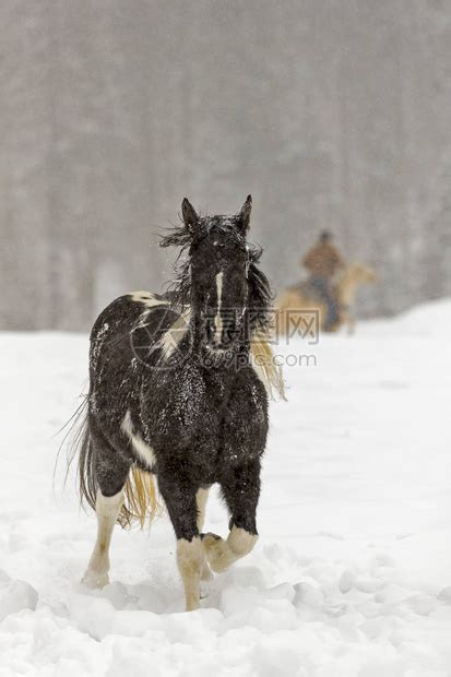 一群马在山上的雪中奔跑高清图片下载-正版图片507360715-摄图网